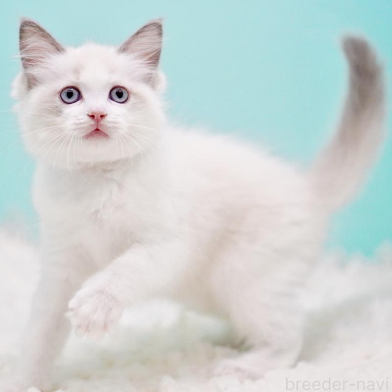 販売中の東京都のラグドール-130370の9枚目