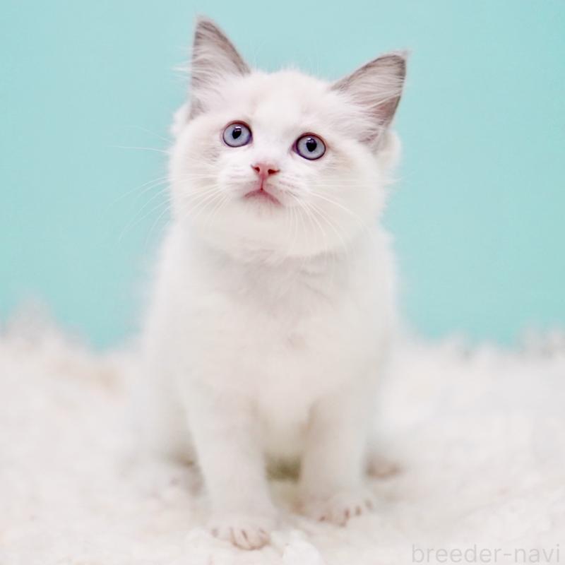 販売中の東京都のラグドール-130370の8枚目