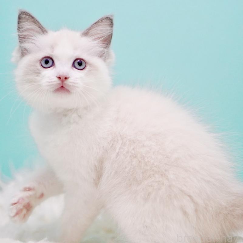 販売中の東京都のラグドール-130370の7枚目