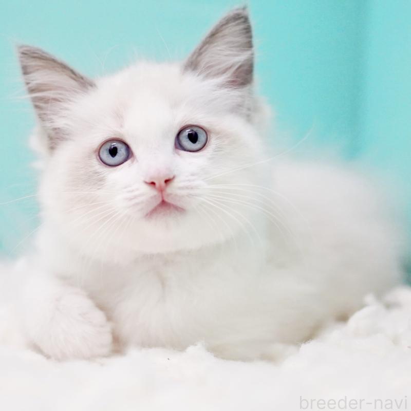 販売中の東京都のラグドール-130370の6枚目