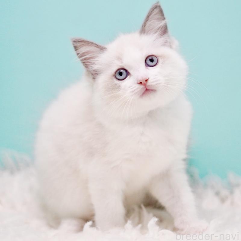 販売中の東京都のラグドール-130370の5枚目