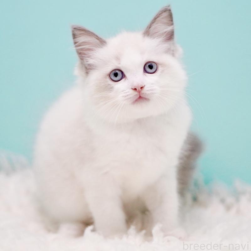 販売中の東京都のラグドール-130370の4枚目