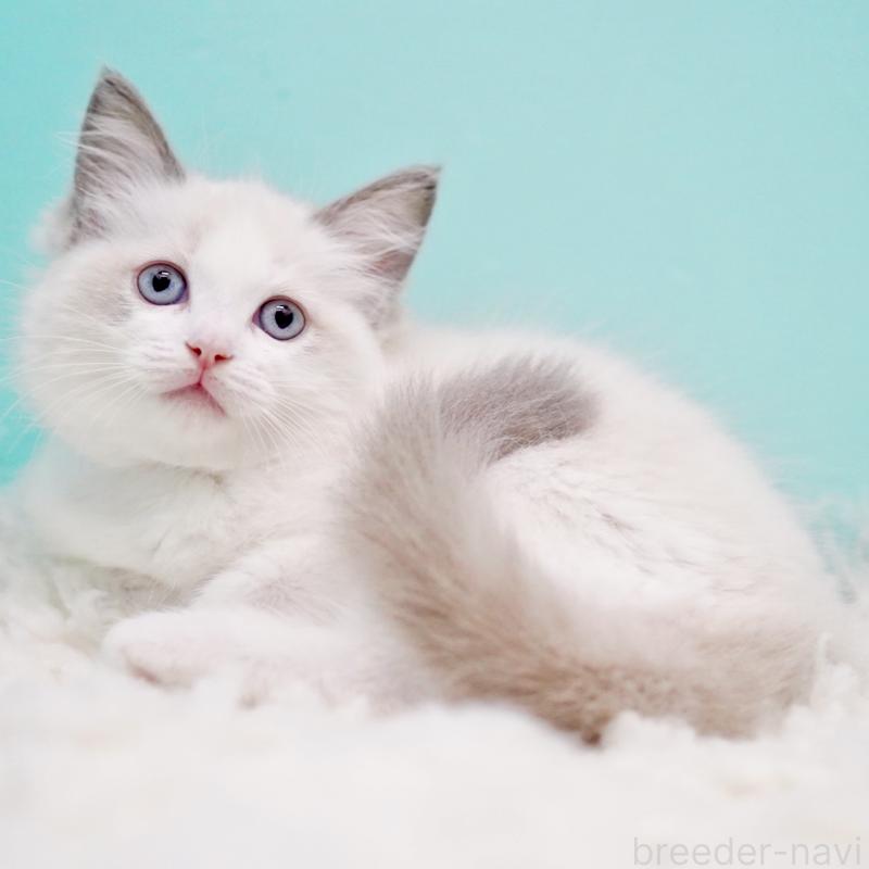 販売中の東京都のラグドール-130370の3枚目