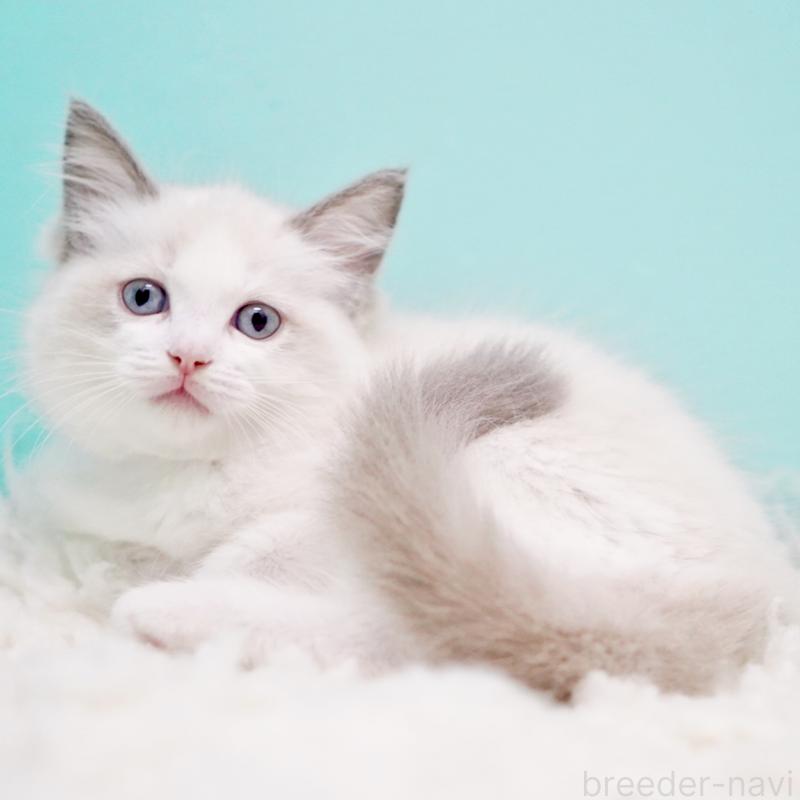 販売中の東京都のラグドール-130370の2枚目