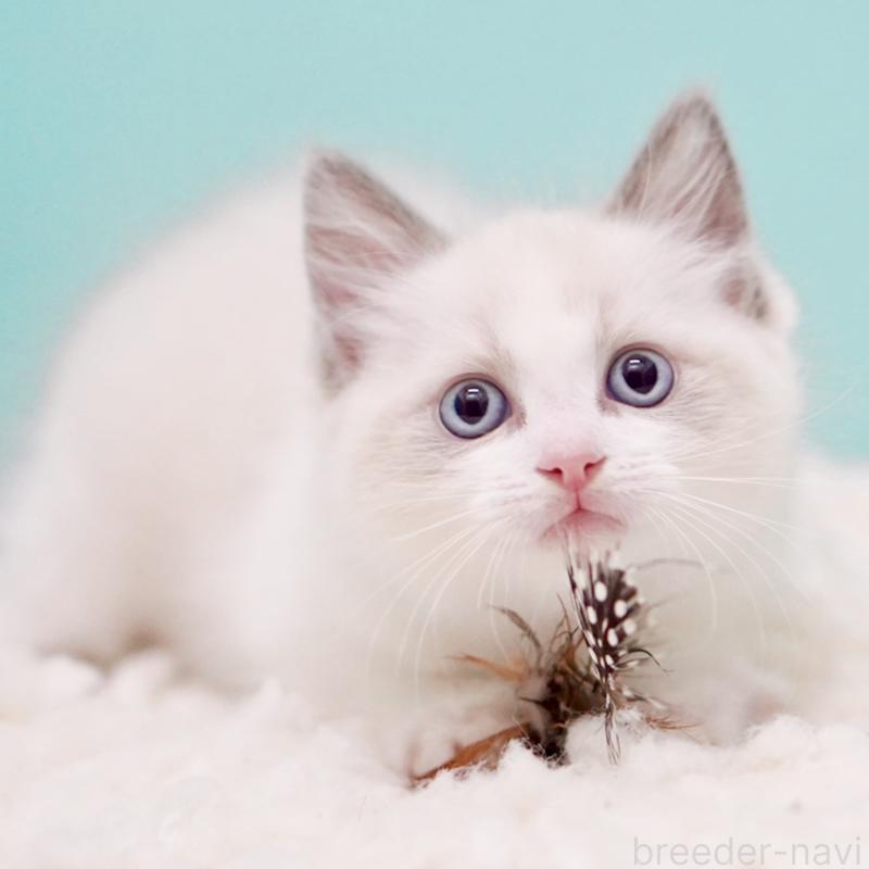 販売中の東京都のラグドール-130372の15枚目