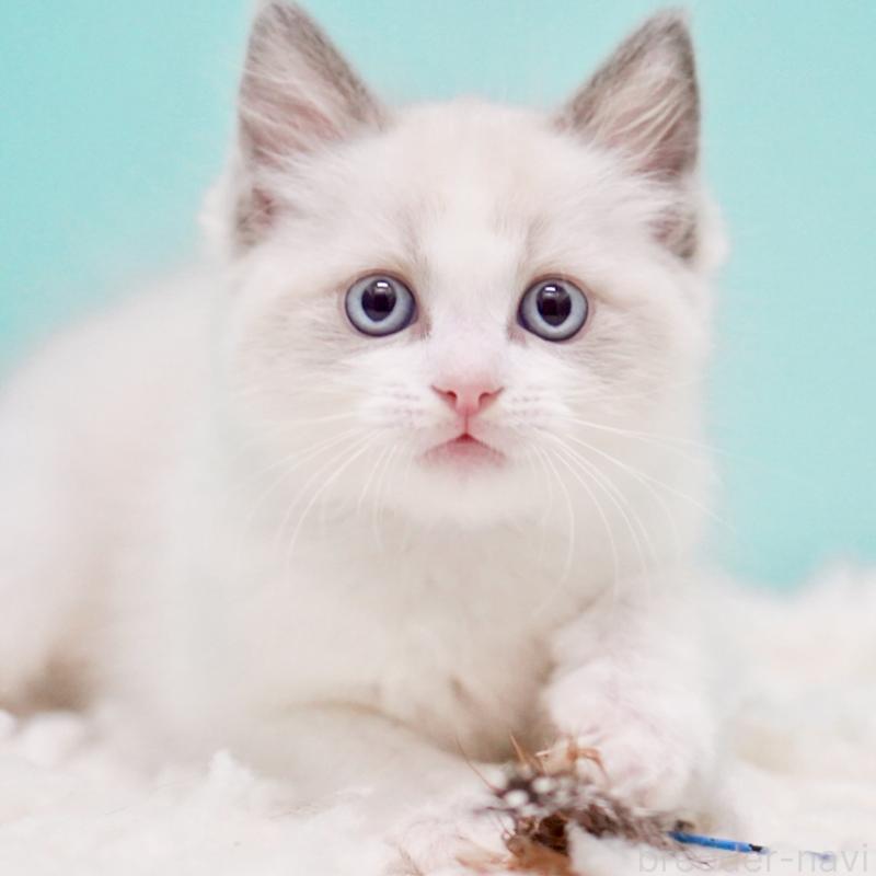 販売中の東京都のラグドール-130372の14枚目