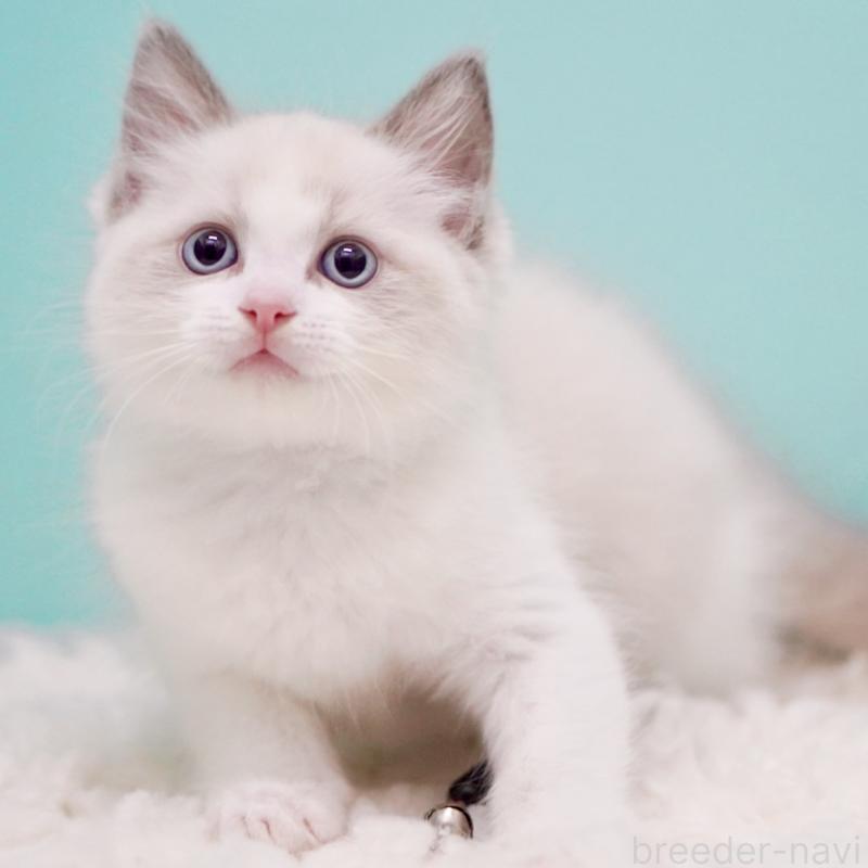 販売中の東京都のラグドール-130372の13枚目