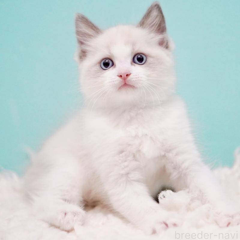 販売中の東京都のラグドール-130372の12枚目