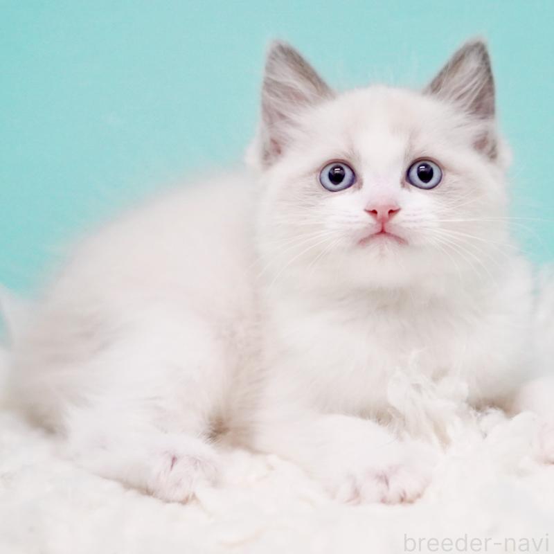 販売中の東京都のラグドール-130372の11枚目