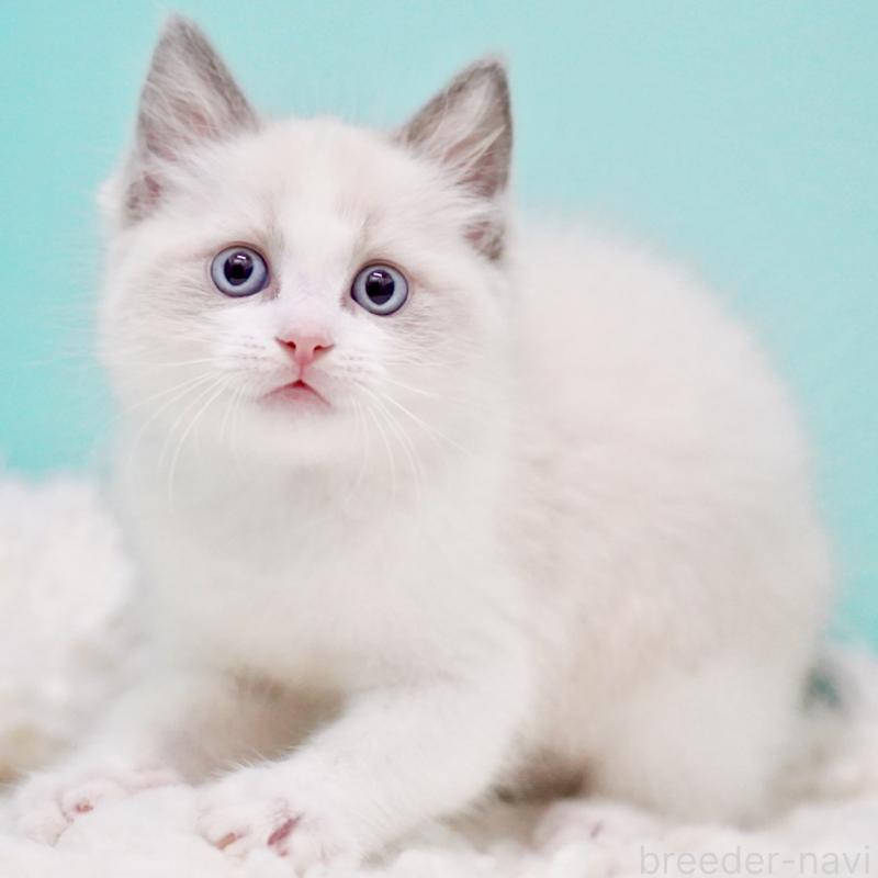 販売中の東京都のラグドール-130372の10枚目