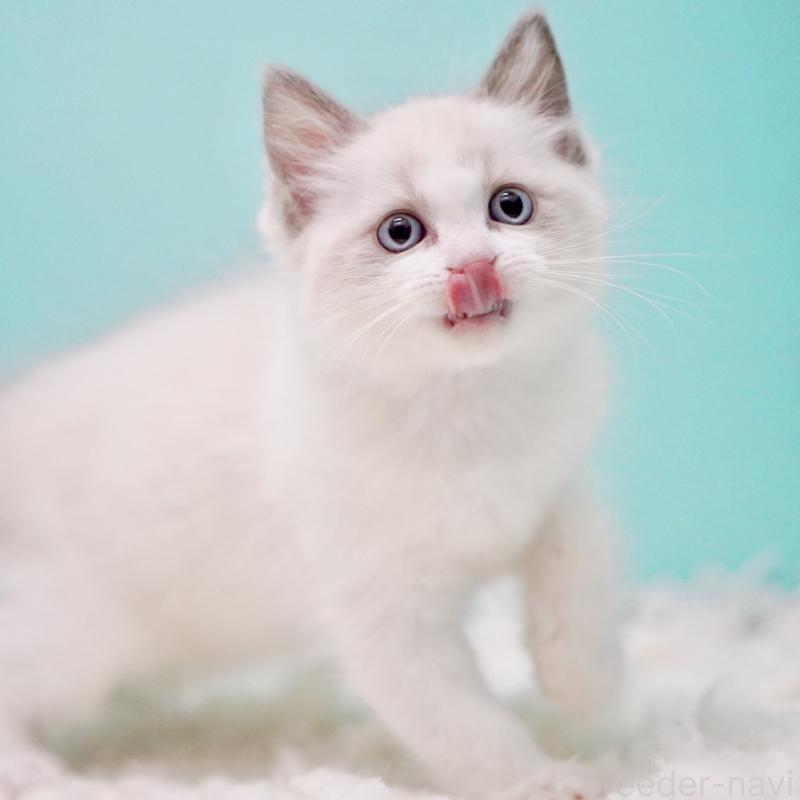 販売中の東京都のラグドール-130372の9枚目