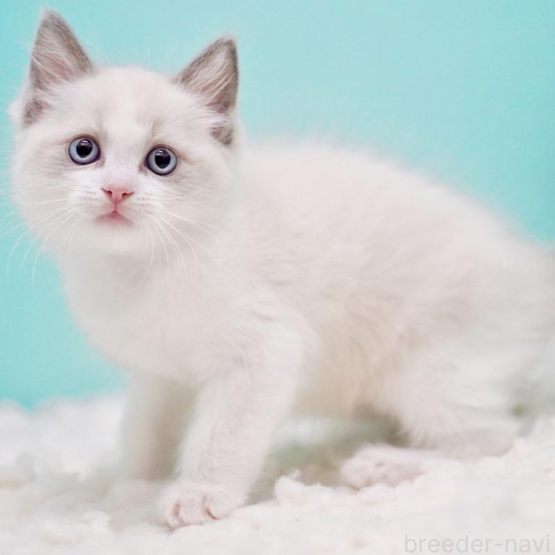 販売中の東京都のラグドール-130372の8枚目