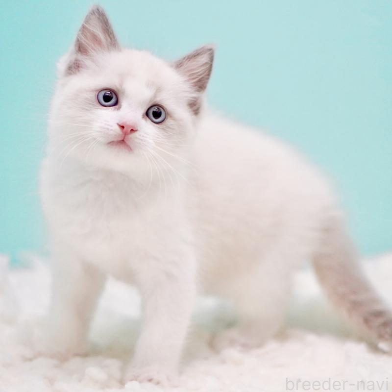 販売中の東京都のラグドール-130372の7枚目