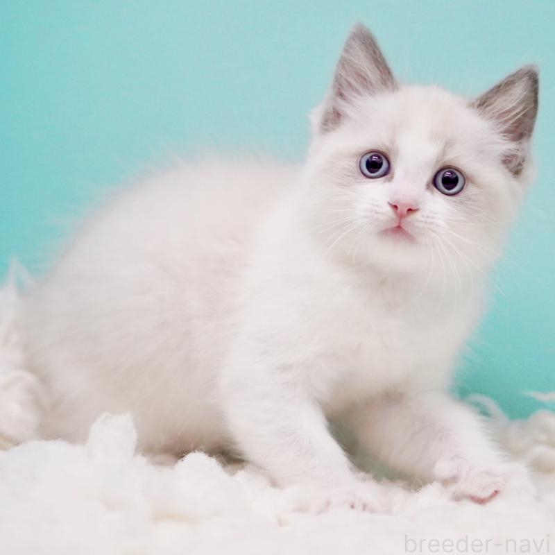 販売中の東京都のラグドール-130372の6枚目