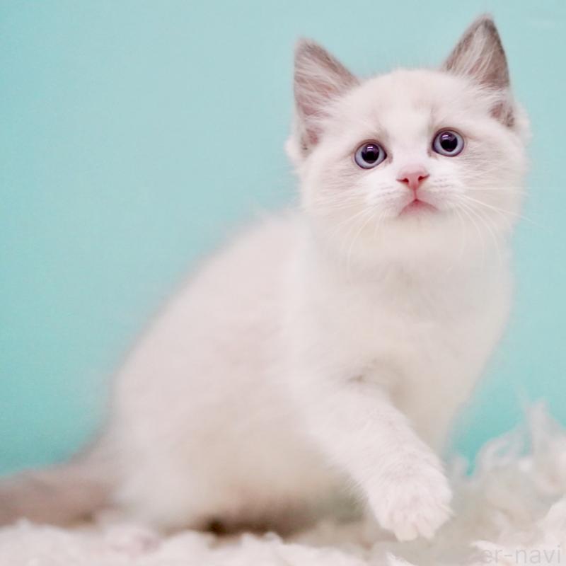 販売中の東京都のラグドール-130372の5枚目