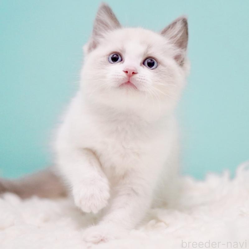 販売中の東京都のラグドール-130372の4枚目