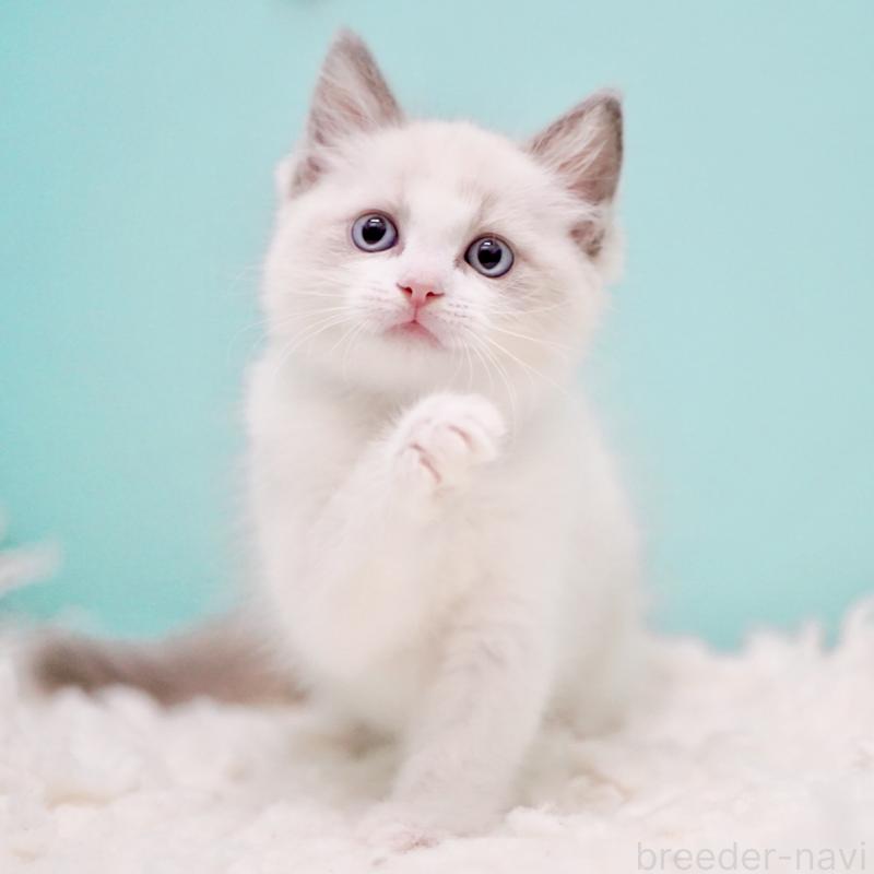 販売中の東京都のラグドール-130372の3枚目