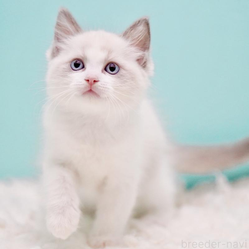 販売中の東京都のラグドール-130372の2枚目