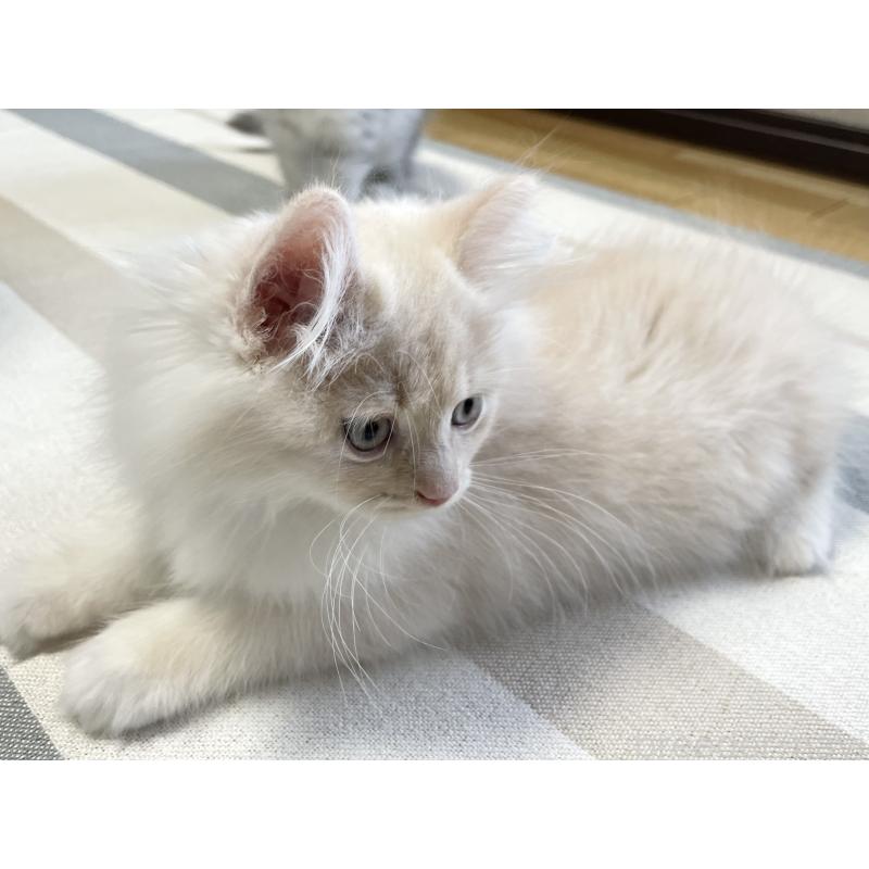 販売中の愛知県のミヌエット-129449の15枚目