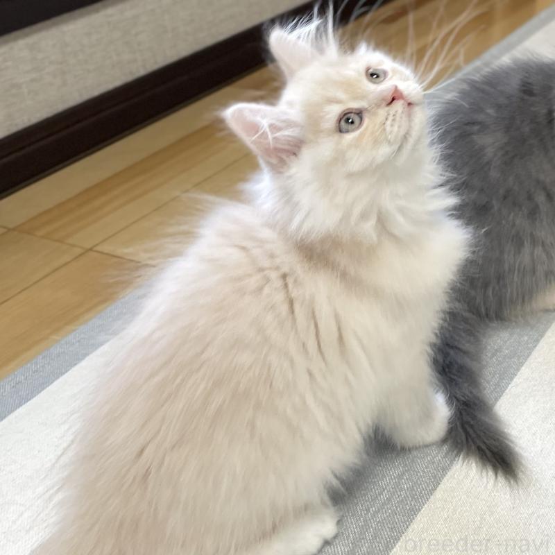 販売中の愛知県のミヌエット-129449の14枚目