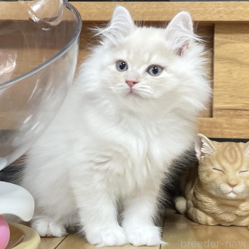 販売中の愛知県のミヌエット-129449