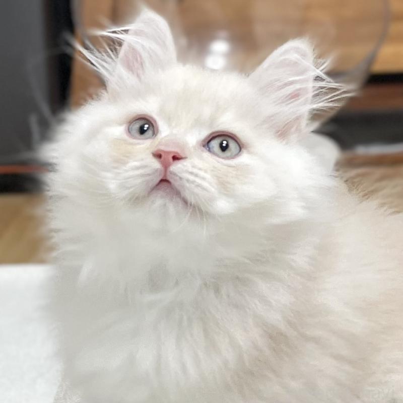 販売中の愛知県のミヌエット-129449の12枚目