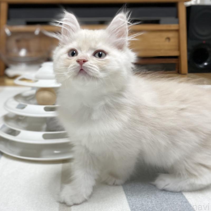 販売中の愛知県のミヌエット-129449の11枚目