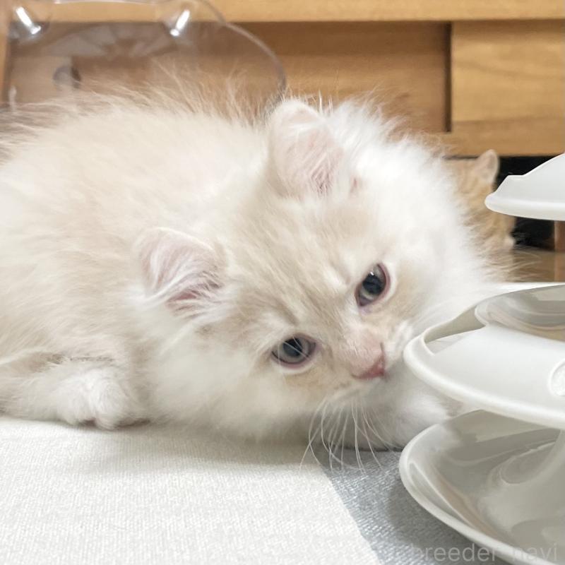 販売中の愛知県のミヌエット-129449の10枚目