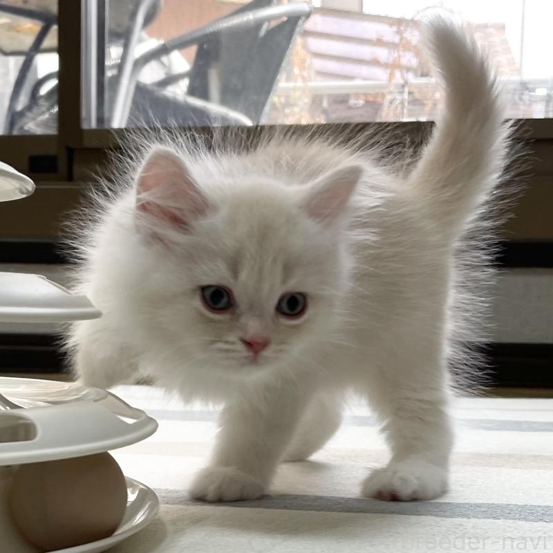 販売中の愛知県のミヌエット-129449の9枚目