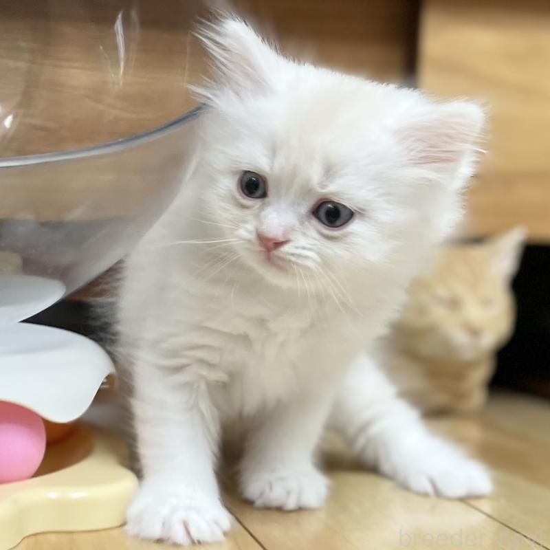 販売中の愛知県のミヌエット-129449の8枚目