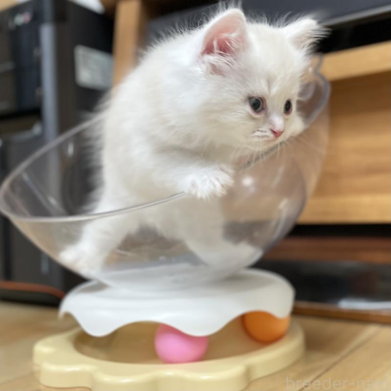 販売中の愛知県のミヌエット-129449の7枚目