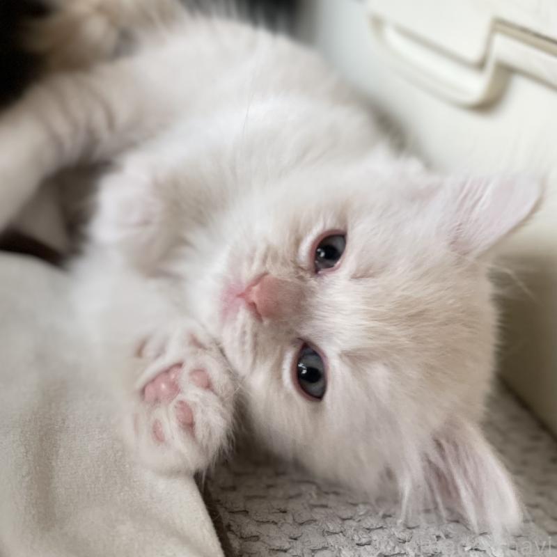 販売中の愛知県のミヌエット-129449の6枚目