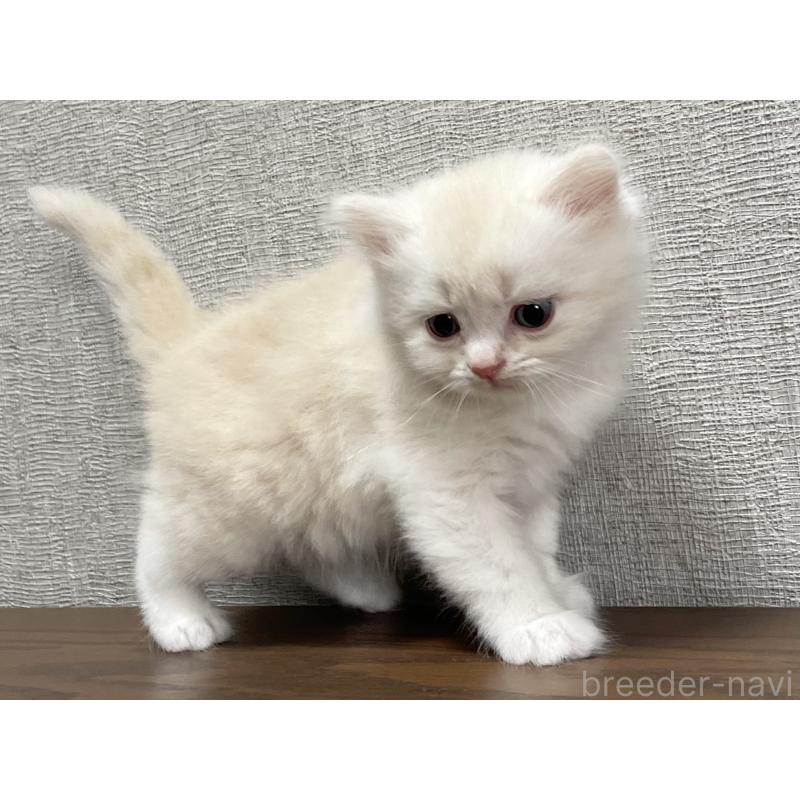 販売中の愛知県のミヌエット-129449の5枚目