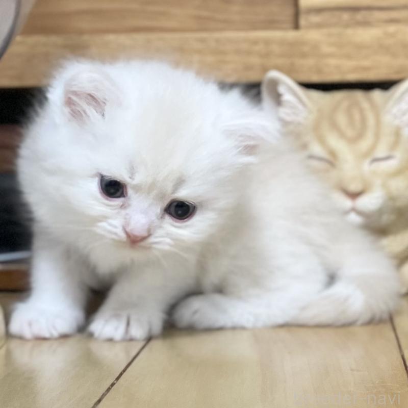 販売中の愛知県のミヌエット-129449の4枚目