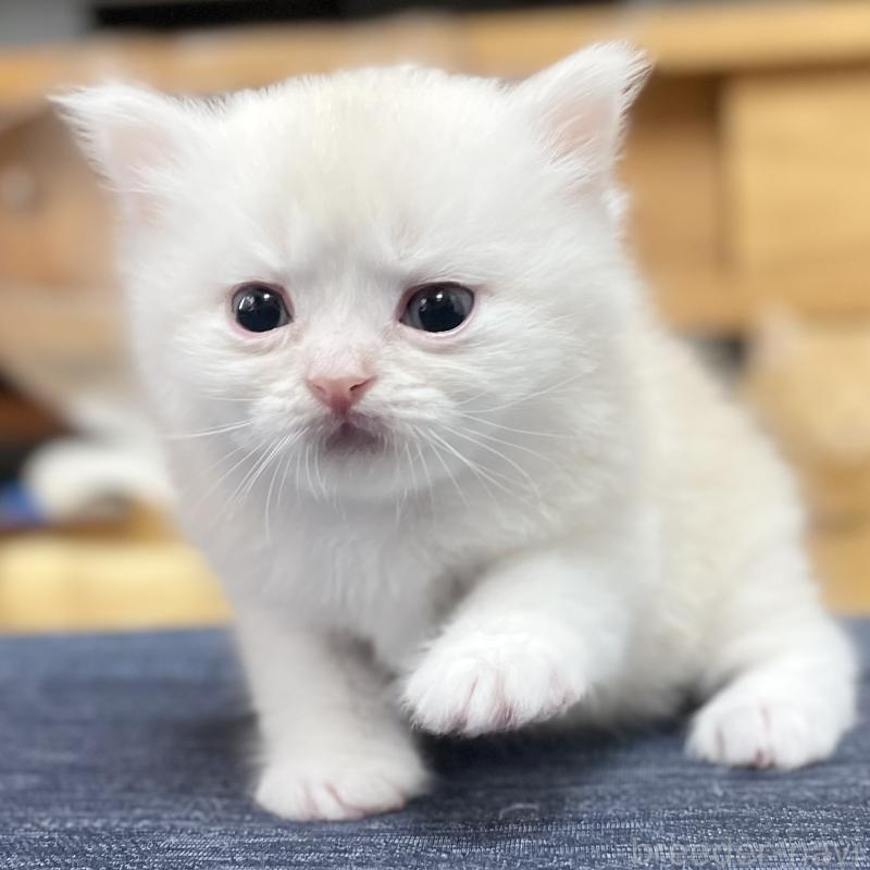 販売中の愛知県のミヌエット-129449の3枚目