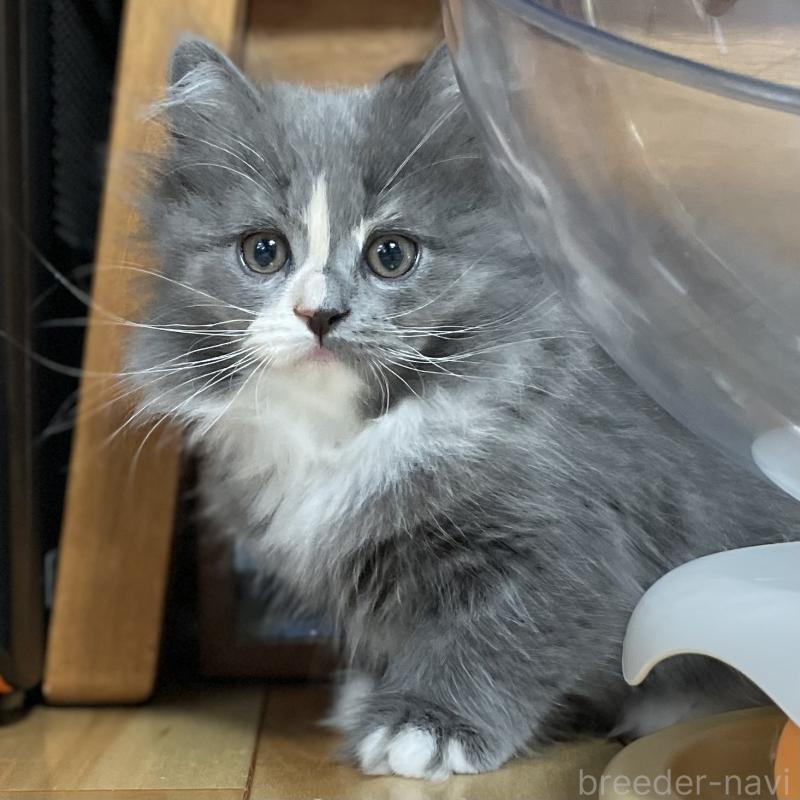 販売中の愛知県のミヌエット-129450