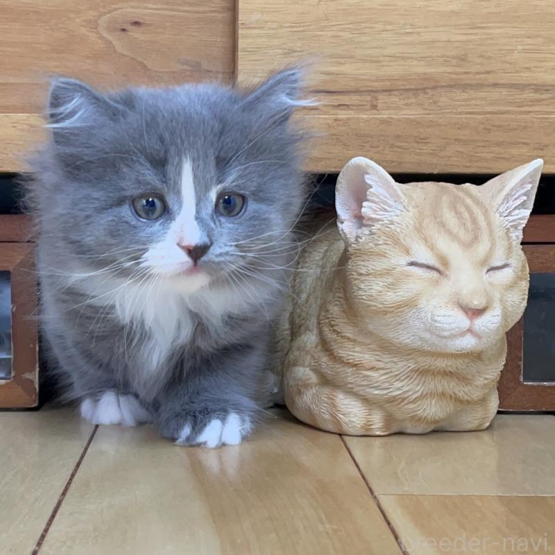 販売中の愛知県のミヌエット-129450の6枚目