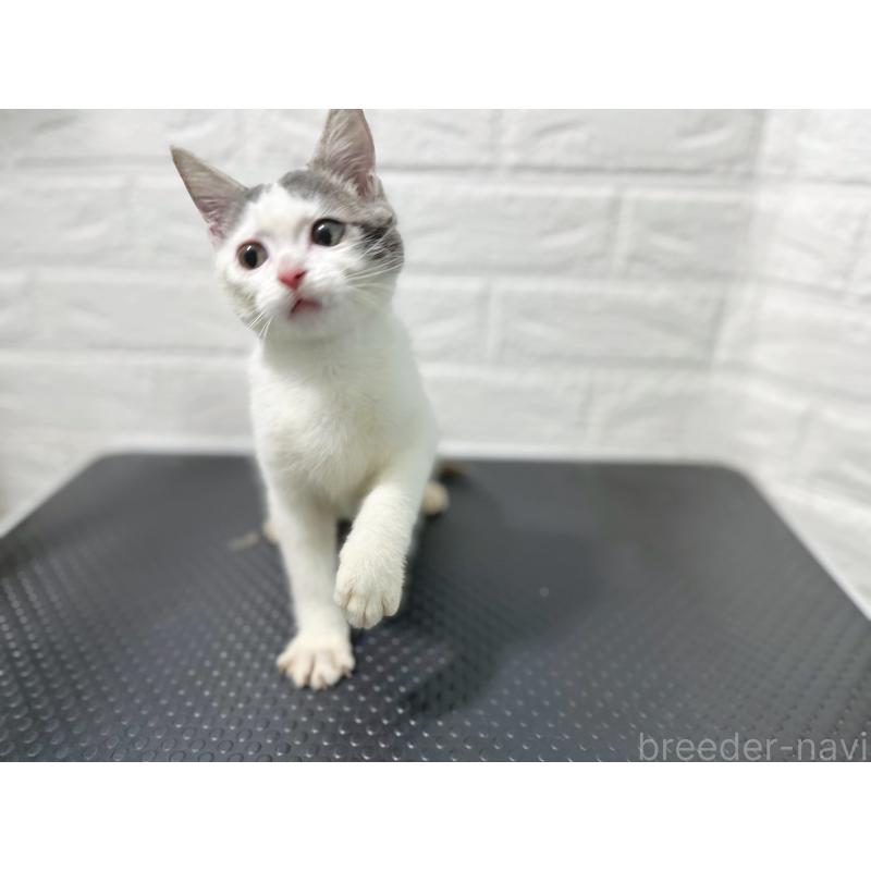 販売中の鹿児島県のミックス-126946の6枚目