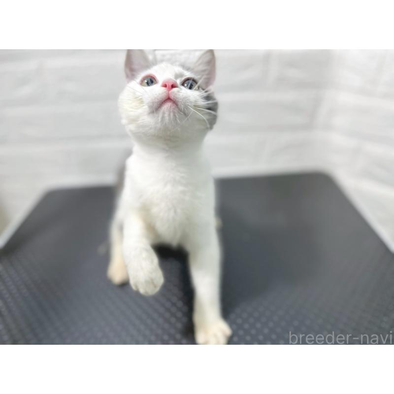 販売中の鹿児島県のミックス-126946の5枚目