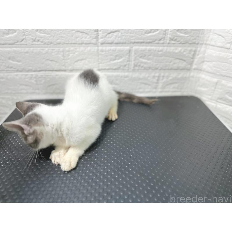 販売中の鹿児島県のミックス-126946の4枚目