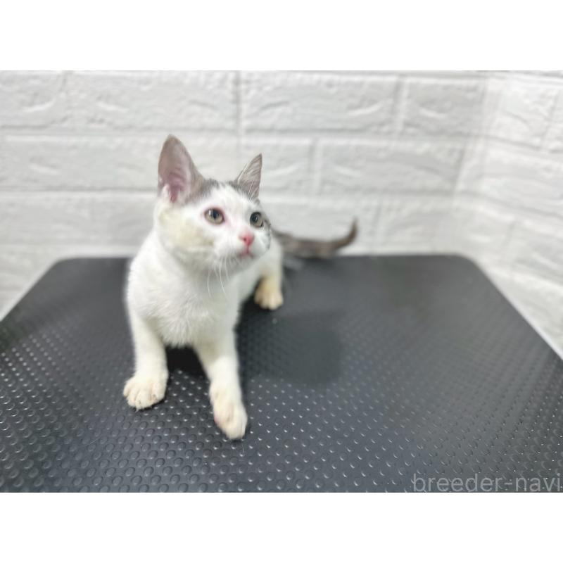 販売中の鹿児島県のミックス-126946の3枚目