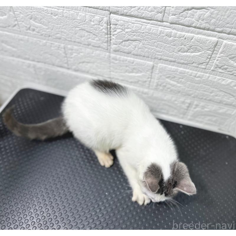 販売中の鹿児島県のミックス-126946の2枚目