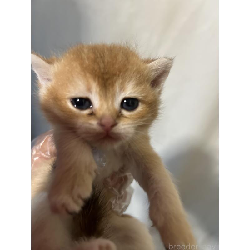 販売中の群馬県のブリティッシュショートヘア-132316の5枚目