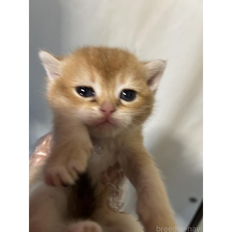 販売中の群馬県のブリティッシュショートヘア-132316の4枚目