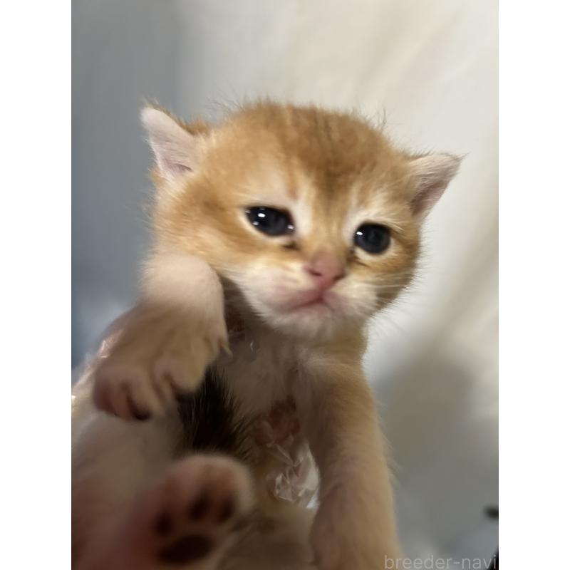 販売中の群馬県のブリティッシュショートヘア-132316の3枚目