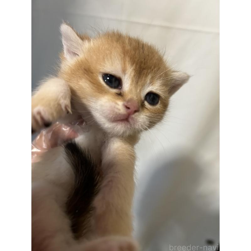 販売中の群馬県のブリティッシュショートヘア-132316の2枚目