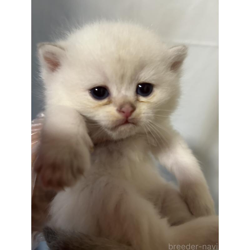 販売中の群馬県のブリティッシュショートヘア-132317の5枚目