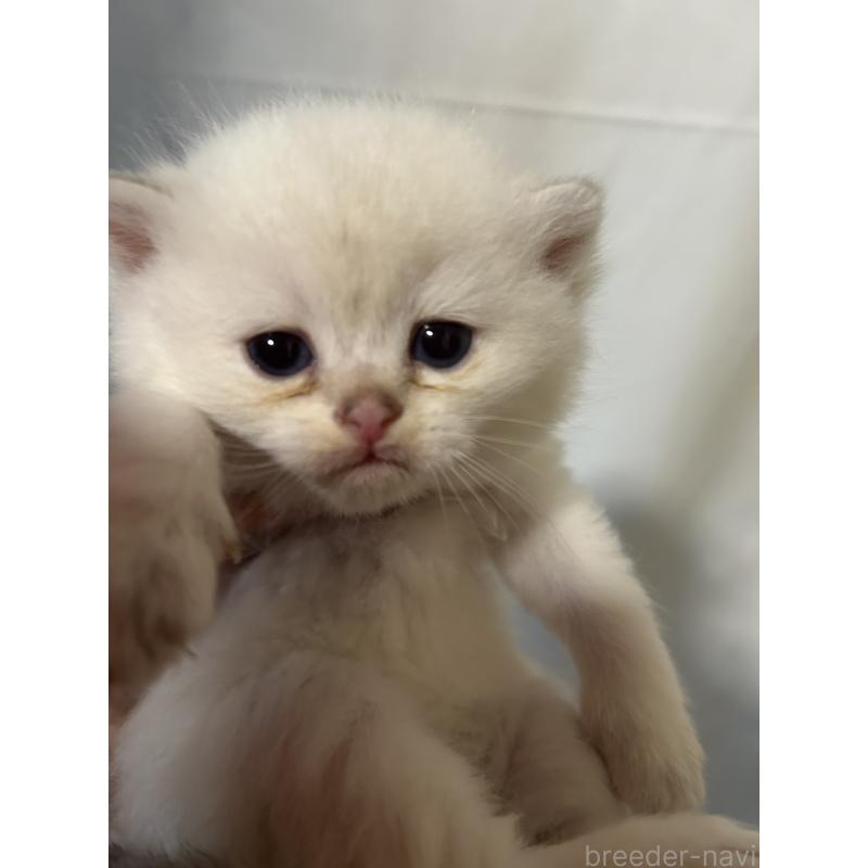 販売中の群馬県のブリティッシュショートヘア-132317の4枚目