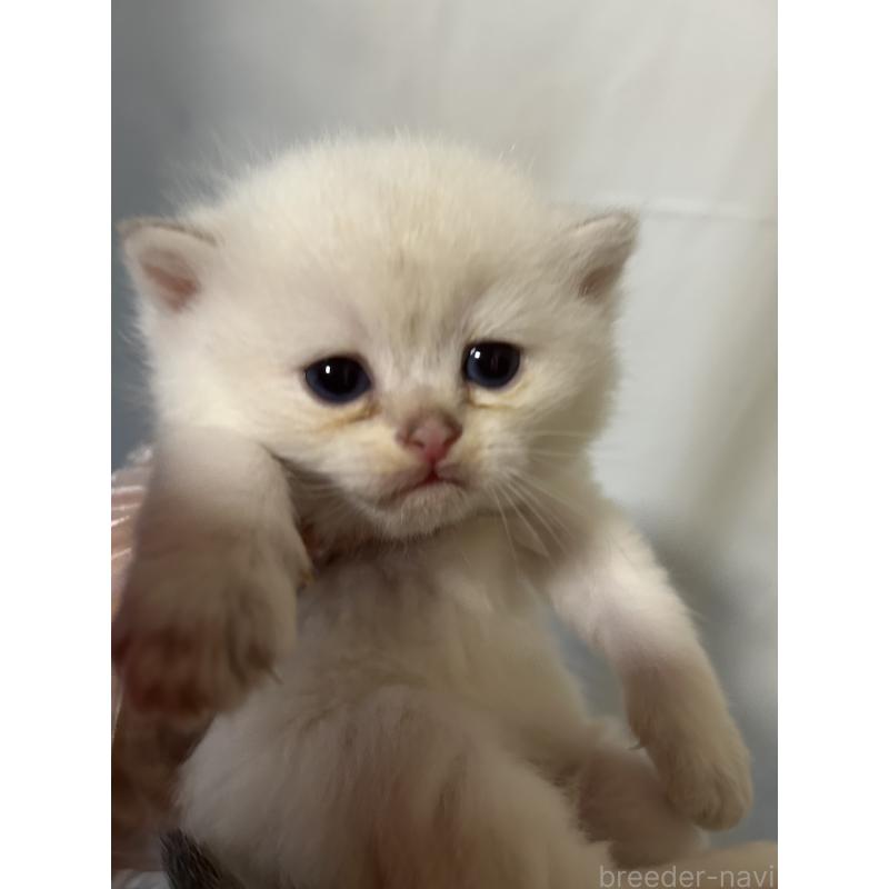 販売中の群馬県のブリティッシュショートヘア-132317の3枚目