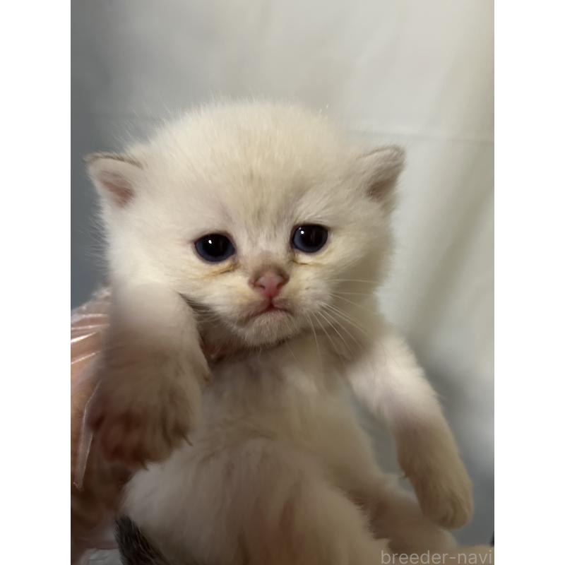 販売中の群馬県のブリティッシュショートヘア-132317の2枚目